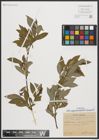 Foto von Salix appendiculata Vill. x Salix purpurea L.